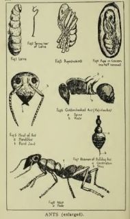 11 australian insects 1907 author froggatt walter wilson