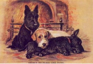 Scottish and Sealyham Terriers Print   Lucy Dawson   