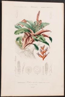 Orbigny Urn Plant 4 1849 Dictionnaire Universel Botanical Engraving