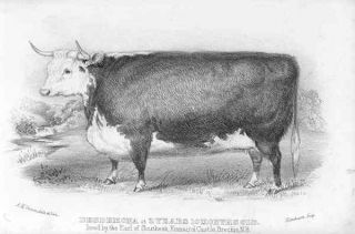 Cattle 1860 Desdemona Old Antique Lithograph Farming