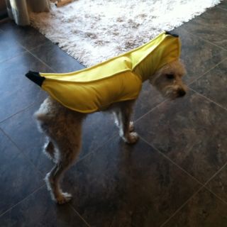  New Medium Dog Banana Halloween Costume