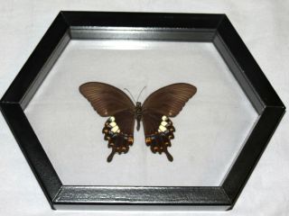 Real Butterfly Common Mormon Frame Mounted