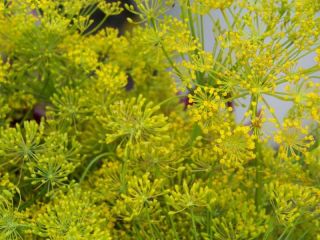 Dill Bouquet Dill Organic 1100 Seeds GroCo
