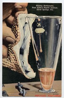 Great Linen Snake Postcard Milking Rattlesnake Closeup 1946