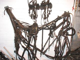 Draft Horse Team Harness with Lines Bridles