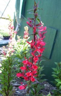 Cardinal Flower Lobelia Red Flowers Attractive to Hummingbirds 1 Plant