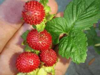 Duchesnea Indian Strawberry Blooming Ground cover 20 live plants