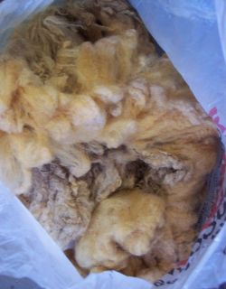 Sale 4 Ounces of Raw Dorset Wool Instructions for Washing Included