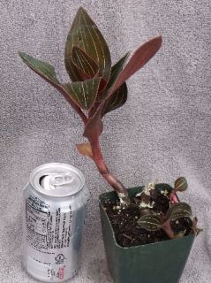 LUDISIA DISCOLOR SPECIES ORCHID PLANT JEWEL ORCHID BLOOMING SIZE