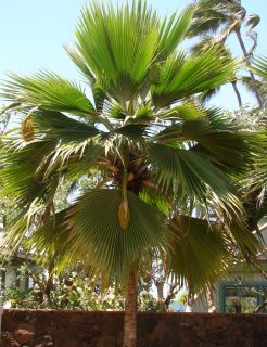 Dwarf Fiji Fan Palm Pritchardia Thurstonii Lau Palm