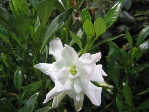 Radicans Dwarf Gardenia Shrub 2 to 3 Year Plants 12 16 Spread Very