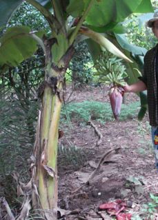 Musa ABB Group Dwarf Kluai Nam WA Khom Banana Plant Phytosanitary