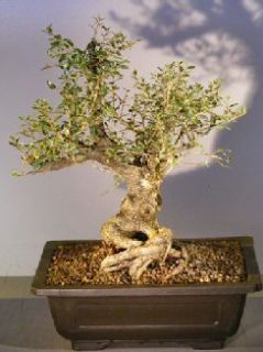 Flowering Dwarf Yaupon Holly 32 Years Old Measures 14 x 10 x 14