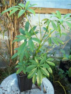  Umbrella Tree Big Live Plants Dwarf Schefflera Arboricola