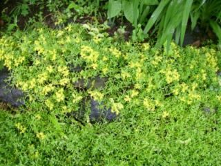  Star Sedum Sarmentosum 50 Rooted Plants Drought tolerant ground cover