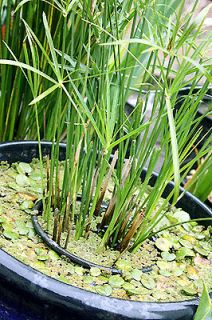 Dwarf Umbrella Palm Hardy Small Container Pond Plant