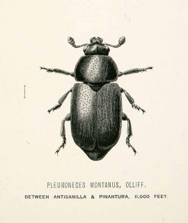 1891 Wood Engraving Olliff Whymper Entomology Pleuroneces Montanus