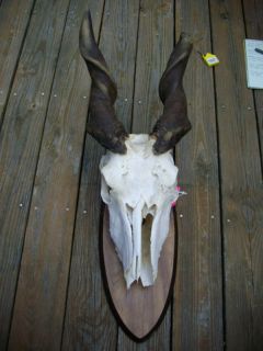 Africa Eland Full Skull Horns Taxidermy African Safari Decor Look