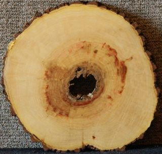 Box Elder Large Tree Round 1 15 16x19 Diameter End Table Top Log Slice