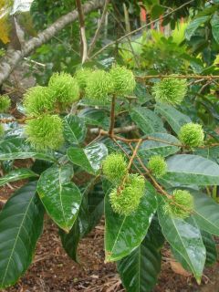  lappaceum YELLOW RAMBUTAN Ultra Tropical Fruit Tree LIVE RARE SEEDLING