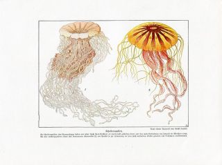 C1900 Ernst Haeckel Marine Jellyfish Antique Offset Lithograph Print w