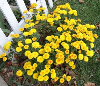 Live Plant ✿gold Button Mum ✿ Abundant Fall Blooms