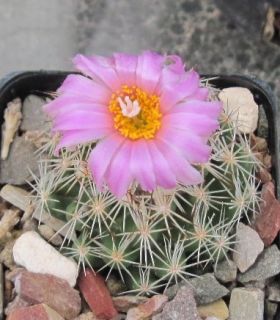 Escobaria Hesteri Miniature Cold Hardy Cactus Pink Flwr