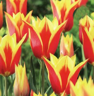 Lily Flowering Tulip Bulbs Synaeda King Red Yellow May Flowers