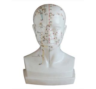 Lifesize Human Anatomy Head Acupuncture Mannequin 507A4
