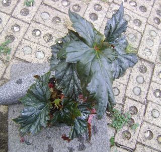 Angel Wing Begonia John Engles Cane Type Unrooted Cutting