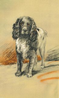 Dog Book 1946 English Springer Spaniel Story Illustrated by Lucy