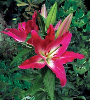 Entertainer Oriental Lily 2 Bulbs   Dwarf Plant