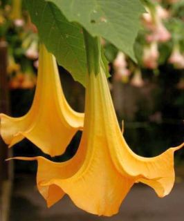  datura versicolor is known as the colorful angel trumpet from ecuador