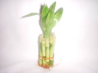 Lot 50 Lucky Bamboo Plant Stems 4 Feng Shui Favors