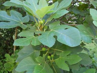 Brown Turkey Fig Tree 1gal Live Plant Texas Everbearing