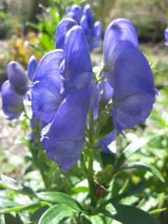 6ft Tall Monkshood Perennial Shade Plant Blue Flowers