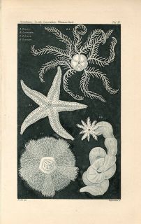1898 ERNST HAECKEL STARFISH SEA URCHIN Antique Engraving Print