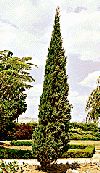  Fast Growing Evergreen Tree 12 18in Home Garden Privacy Hedge