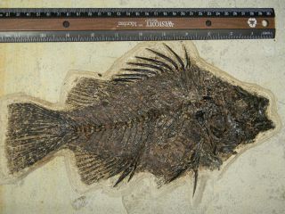 Look at the FINS HUGE Priscacara serreta Fish Fossil on BIG Matrix 50