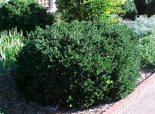  Valley Boxwood Low Growing Evergreen Live Plants Pick Your Size