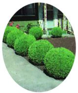  Gem Boxwood Cold Hardy Evergreen Live Plants Pick Your Size