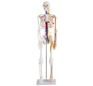 3ft Tall Skeleton Anatomy Mannequin Blood Vessels Base
