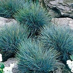 Turquoise~BLUE FESCUE GRASS~Seed~~~Rock Garden Joy