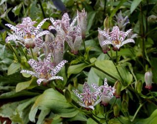 10 Japanese Toad Lily Perennial Shade Plants Flowers