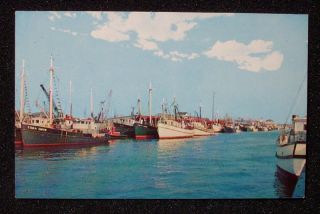 1960s Fishing Fleet Boats Wildwood NJ Cape May Co PC