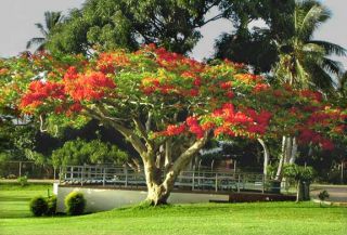  Royal Poinciana OHai Flamboyant Tree Huge Scarlet Blooms Seeds