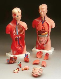 Budget Littlejoe Torso Model Anatomical Anatomy Medical