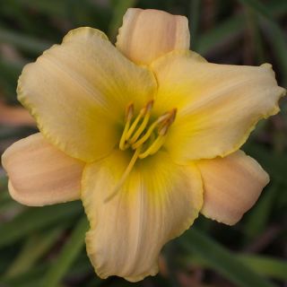 MARY LUCILLE YELLOW DAYLILY  DF   LIVE PLANTS   PERENNIAL FLOWERS
