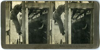  Unloading Close Up, Cowboy SV by N. A. Forsyth of Butte, Montana 1907