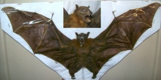  Taxidermy Real Cynopterus Brachyotis Dried Bat